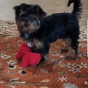 Meet your Posher, Diana